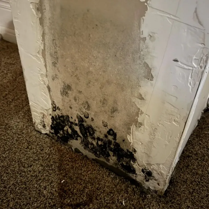 Professional Mold Removal in Grove City, PA